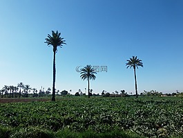 手掌,字段,埃尔切