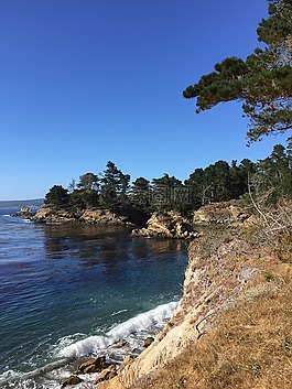 加利福尼亚蒙特里,海洋,树