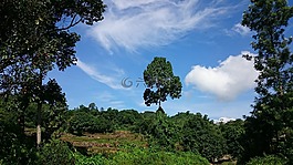 樹,天空,土地