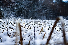 雪,草,冬天