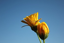 花,黃,性質(zhì)