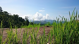 景觀,草,云