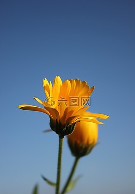 花,性質(zhì),黃