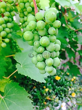葡萄,美味,夏天