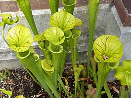 花,鮮花,性質