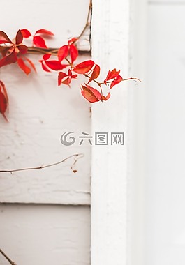紅色,葉子,白