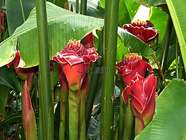 花,鮮花,性質