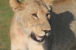 非洲,野生動物,母獅