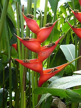 花,鮮花,性質(zhì)