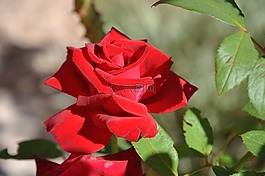 羅莎,花卉,花玫瑰
