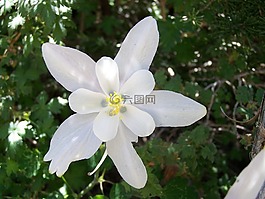 蓝色的科罗拉多州科伦拜恩,花,花的