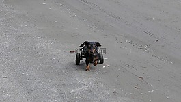 狗,生病,車輪
