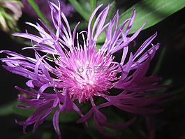 knapweed,花,盛开