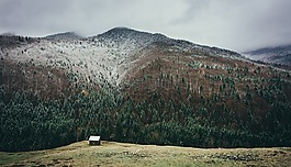 雪山,森林樹木,雪