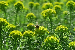 蜜蜂,性質(zhì),綠色