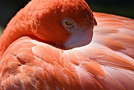 火烈鳥,鳥,困
