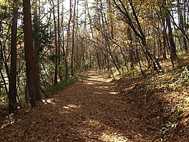 森林,路,落葉