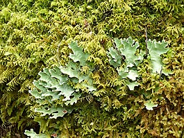 雨林,綠色,植物