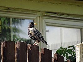 鳥,歐椋鳥,野生動物