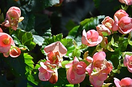 鮮花,花壇,花園