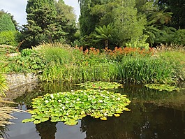 荷花池,開,池