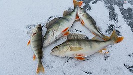 冰捕魚,鱸魚,冰