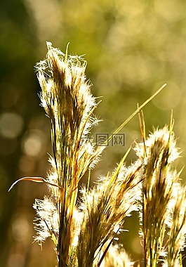 陽光明媚的鋸齒草,散景,日出