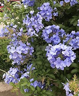 花,性質(zhì),花性質(zhì)