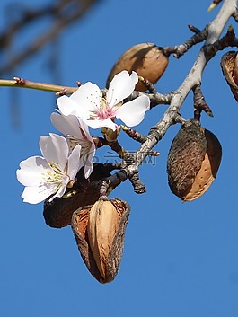 杏仁樹,花,florir