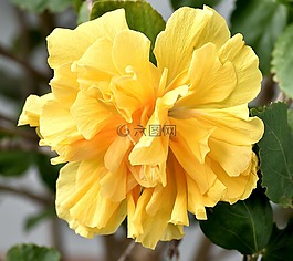 自然,花,開花