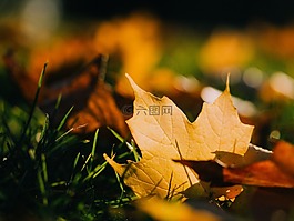 楓葉,葉子,草