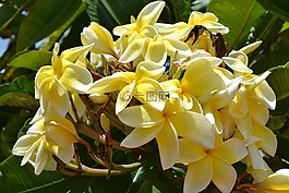 植物區(qū)系,自然,花