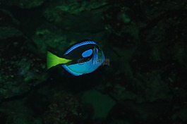 魚,藍色霓虹燈,水族館