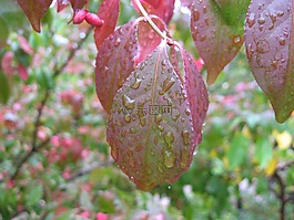葉,樹,綠色