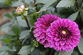 花,開(kāi)花,嬌琴紗