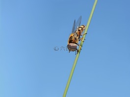 箱，懸停飛,hoverfly,飛