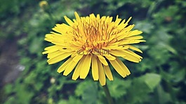 黄色花,花,黄色