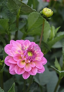 花,開花,嬌琴紗