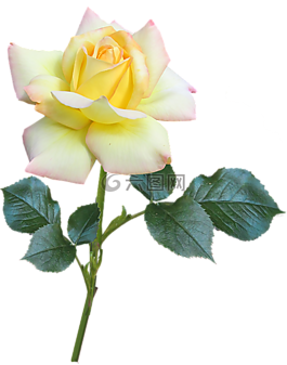 花,植物區(qū)系,自然