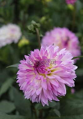 花,開花,嬌琴紗