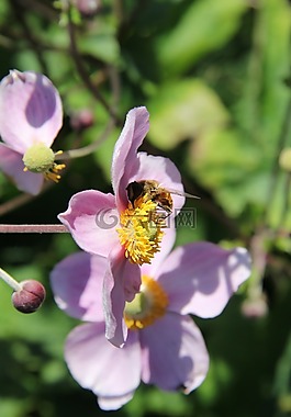 蜜蜂,昆蟲,自然