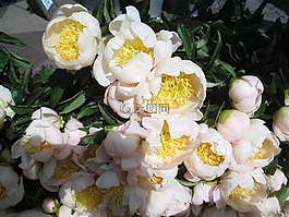 鮮花,白,黃色