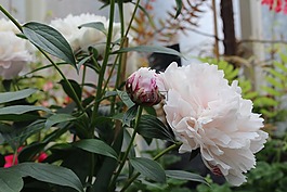 牡丹,開(kāi)花,關(guān)閉