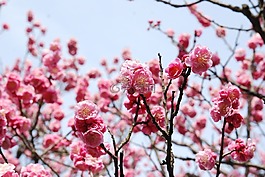 樱花,樱桃花
