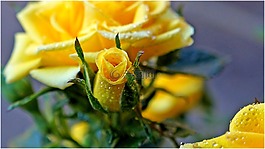 花,性質(zhì),葉子