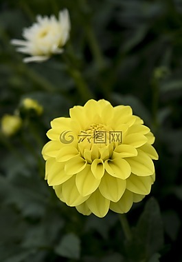 花,開花,嬌琴紗