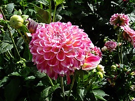 大丽花,夏天,花园