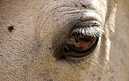 馬,模具,小馬