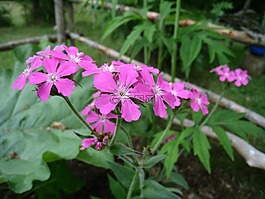 鮮花,紫色,夏天