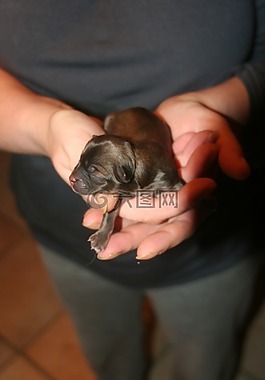 小狗,動物,狗